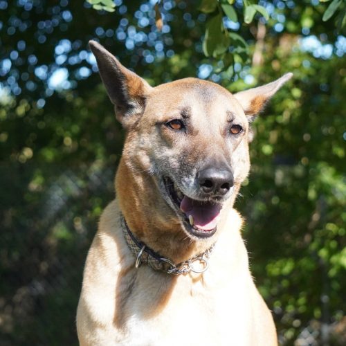 Boon, an adoptable Mixed Breed in King City, ON, L7B 1K5 | Photo Image 2