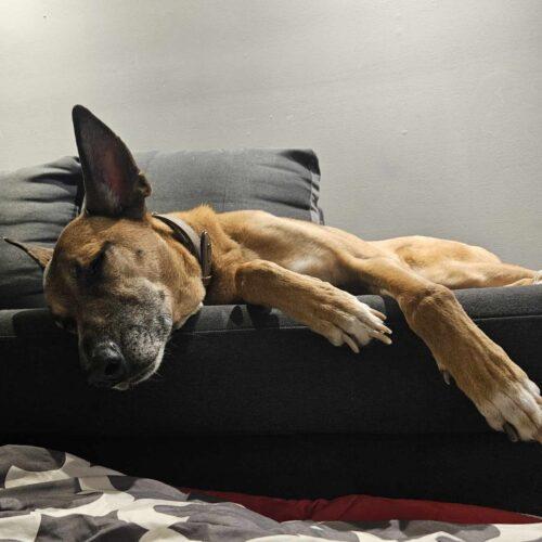 Boon, an adoptable Mixed Breed in King City, ON, L7B 1K5 | Photo Image 3