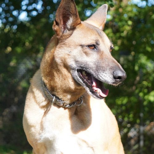 Boon, an adoptable Mixed Breed in King City, ON, L7B 1K5 | Photo Image 3