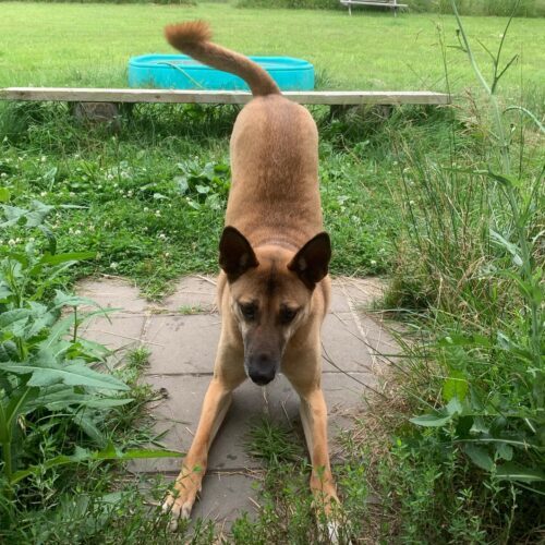 Boon, an adoptable Mixed Breed in King City, ON, L7B 1K5 | Photo Image 4