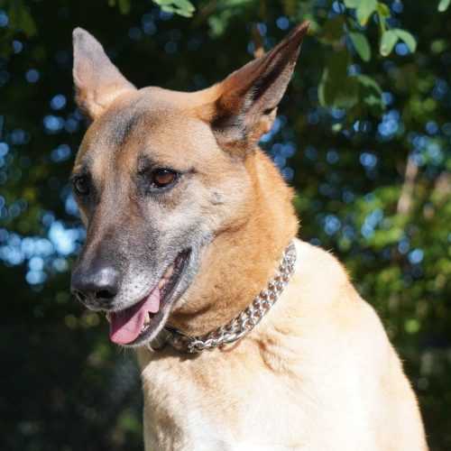 Boon, an adoptable Mixed Breed in King City, ON, L7B 1K5 | Photo Image 4