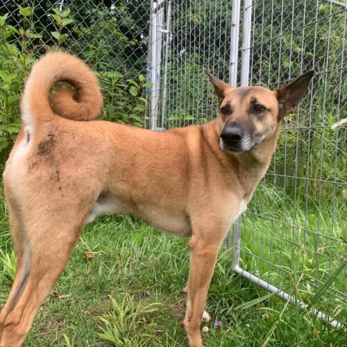 Boon, an adoptable Mixed Breed in King City, ON, L7B 1K5 | Photo Image 5