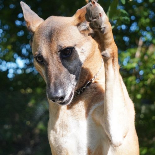 Boon, an adoptable Mixed Breed in King City, ON, L7B 1K5 | Photo Image 5