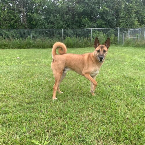 Boon, an adoptable Mixed Breed in King City, ON, L7B 1K5 | Photo Image 6