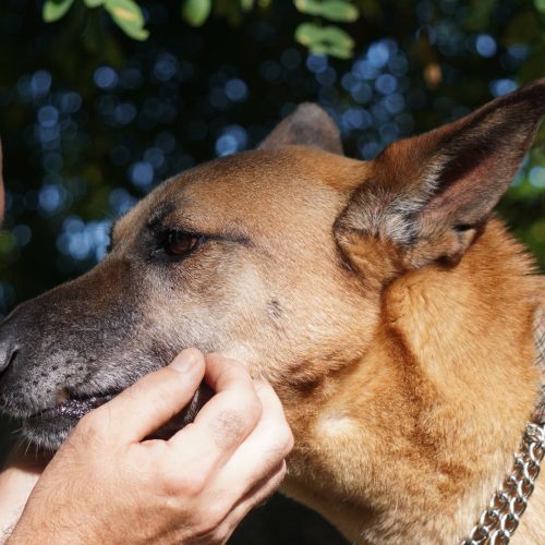 Boon, an adoptable Mixed Breed in King City, ON, L7B 1K5 | Photo Image 6