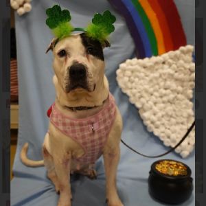 Monique, Adult Female American Bulldog