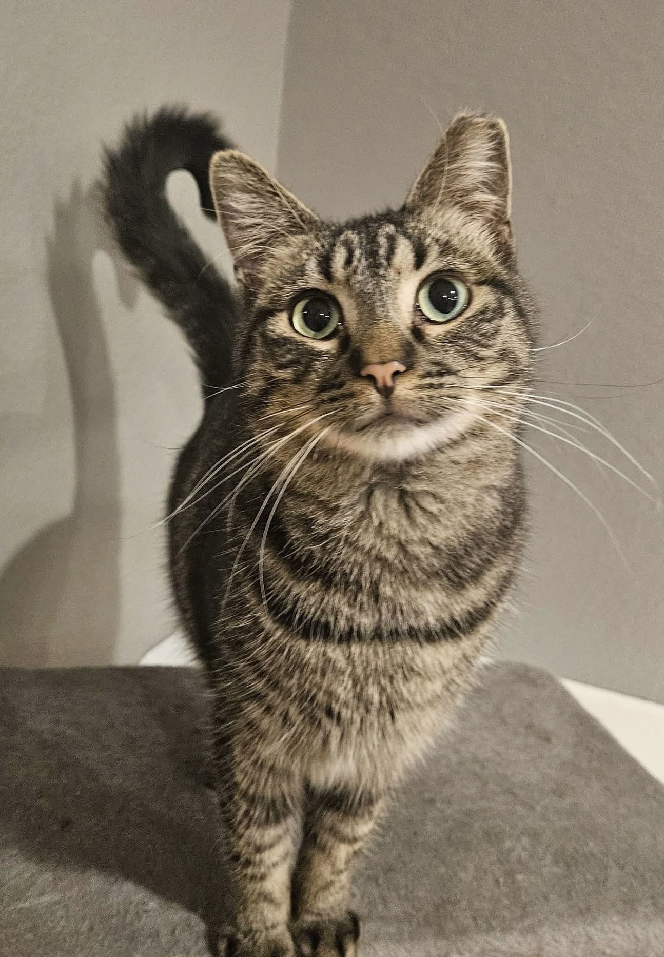 Jan The Man, an adoptable Domestic Short Hair in Crystal, MN, 55428 | Photo Image 1