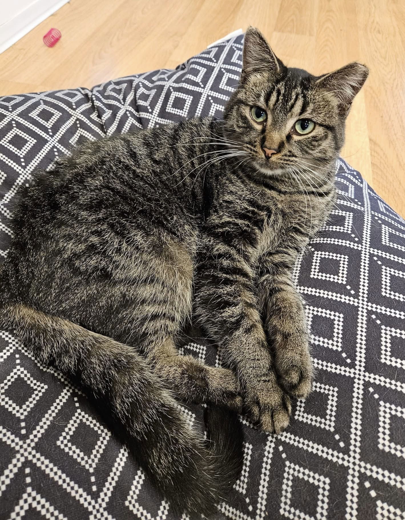 Jan The Man, an adoptable Domestic Short Hair in Crystal, MN, 55428 | Photo Image 2