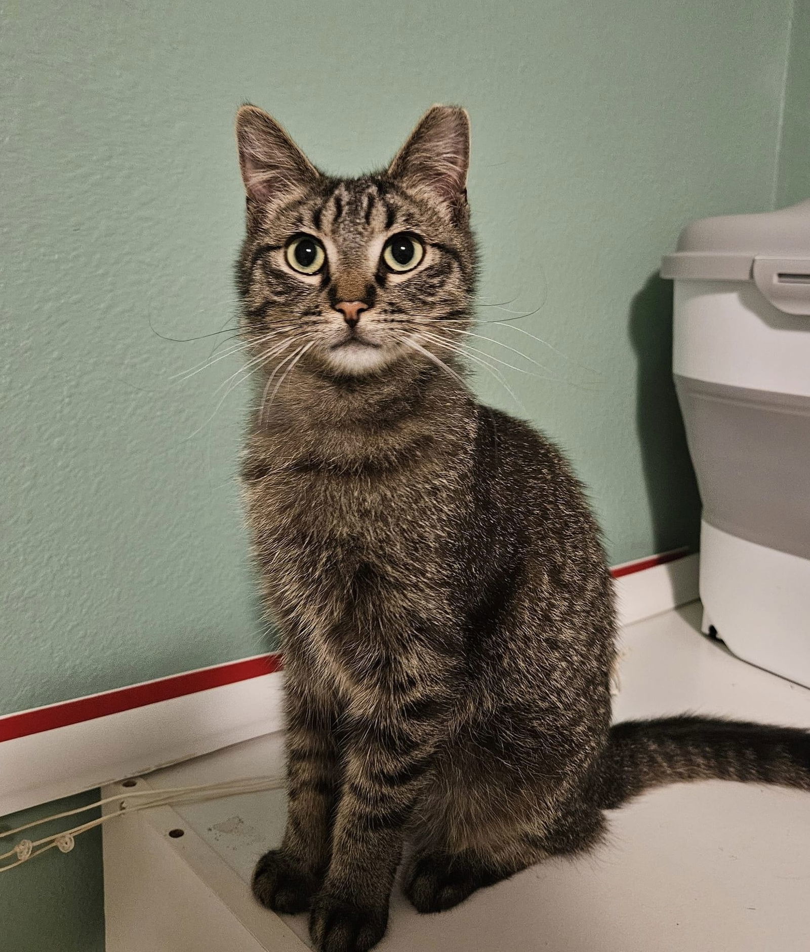 Jan The Man, an adoptable Domestic Short Hair in Crystal, MN, 55428 | Photo Image 3