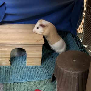 Chester, Adult Male Guinea Pig