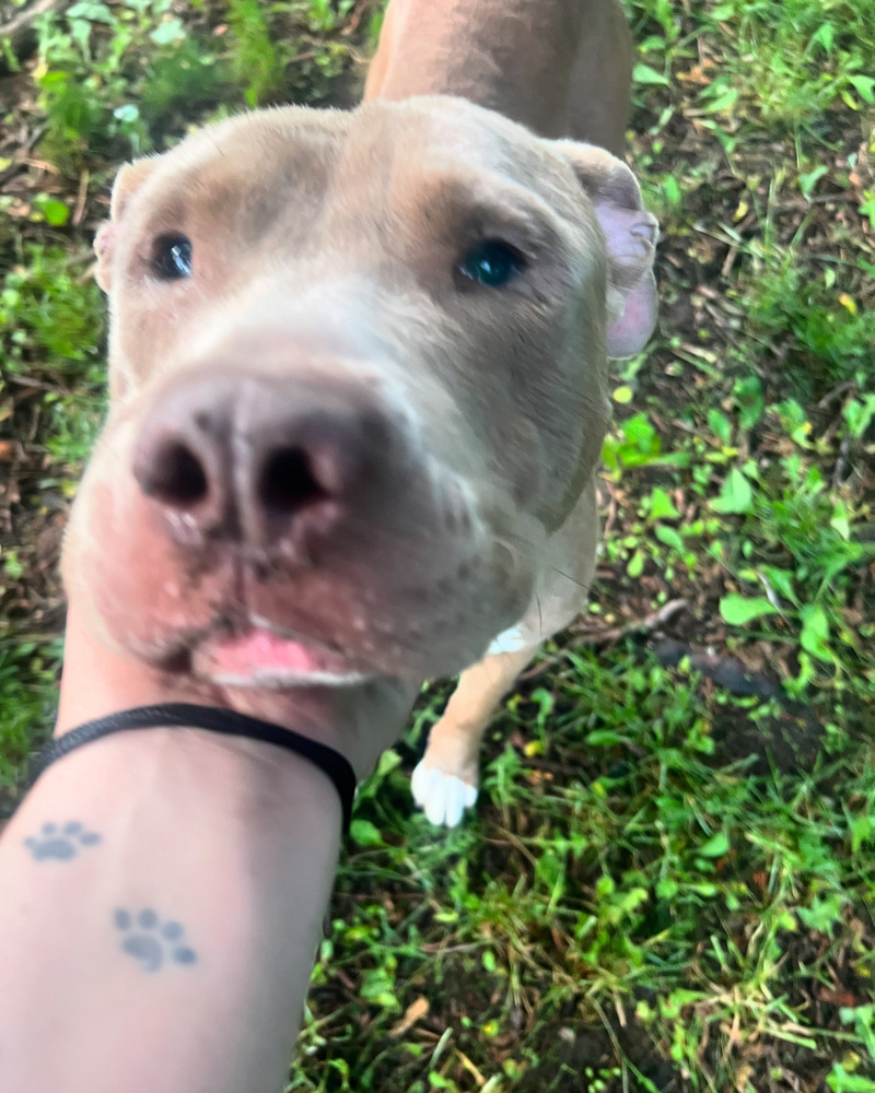 Sully (24-089 D), an adoptable Mixed Breed in Lansing, MI, 48910 | Photo Image 1