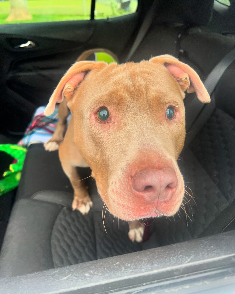 Sully (24-089 D), an adoptable Mixed Breed in Lansing, MI, 48910 | Photo Image 2