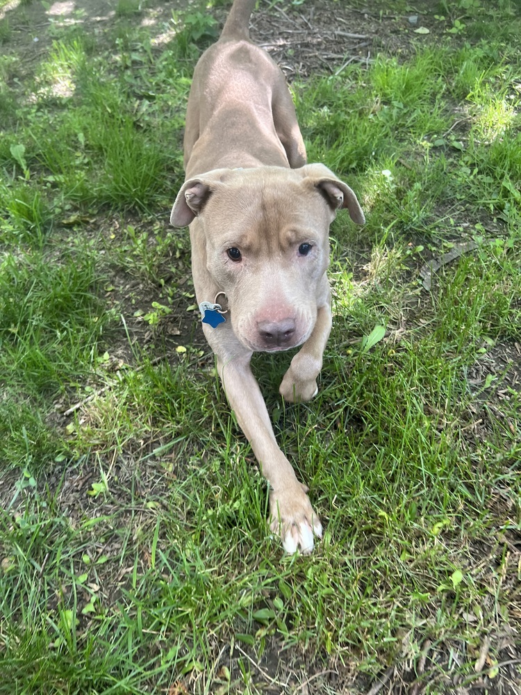 Sully (24-089 D), an adoptable Mixed Breed in Lansing, MI, 48910 | Photo Image 3