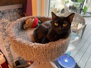 Muppet, Young Female Domestic Short Hair