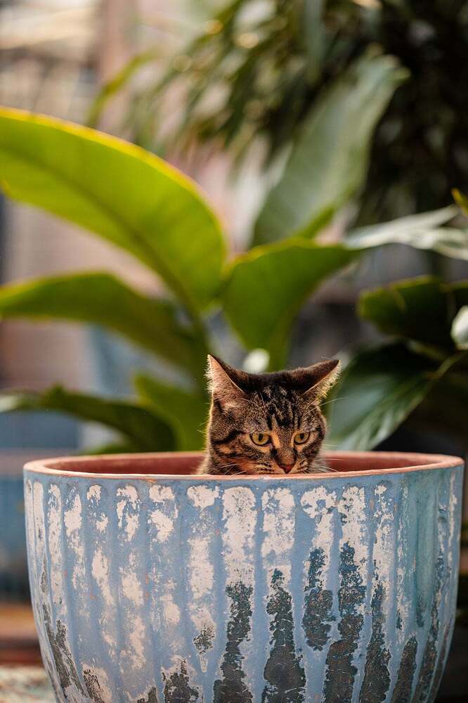 Violet, an adoptable Domestic Short Hair, Tabby in Plymouth, MN, 55447 | Photo Image 2