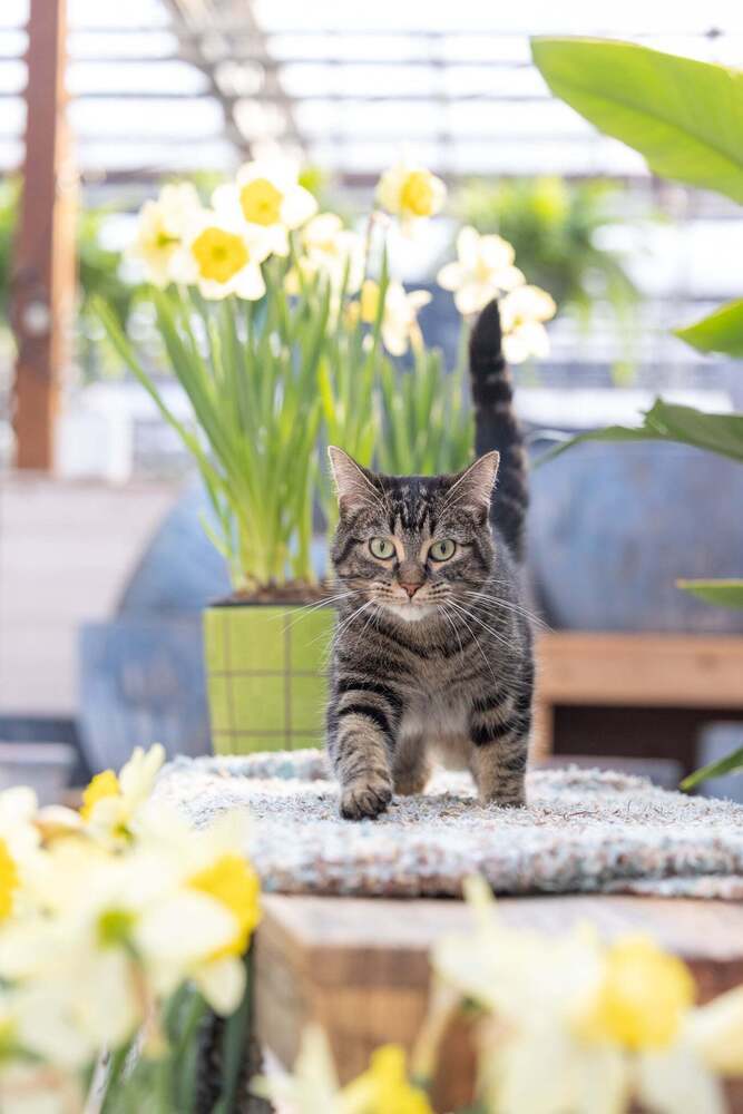 Violet, an adoptable Domestic Short Hair, Tabby in Plymouth, MN, 55447 | Photo Image 3