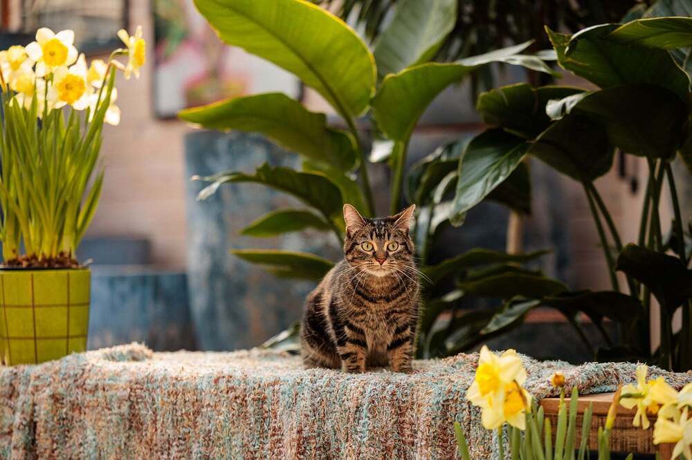 Violet, an adoptable Domestic Short Hair, Tabby in Plymouth, MN, 55447 | Photo Image 4