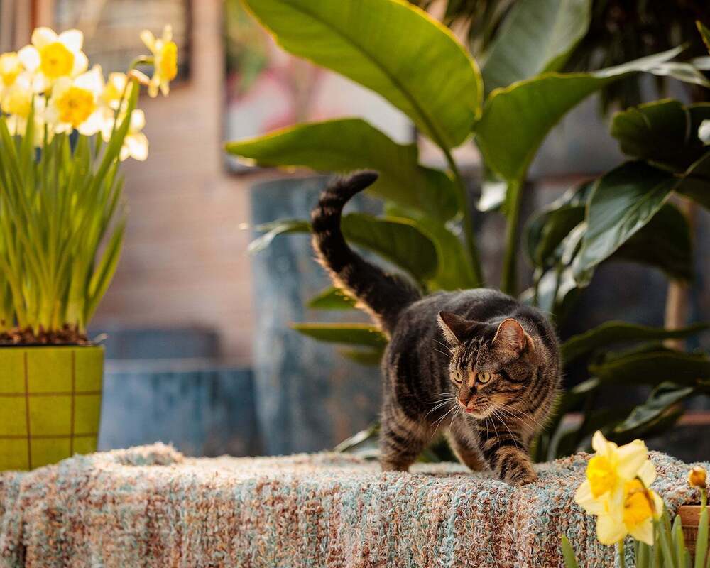 Violet, an adoptable Domestic Short Hair, Tabby in Plymouth, MN, 55447 | Photo Image 5