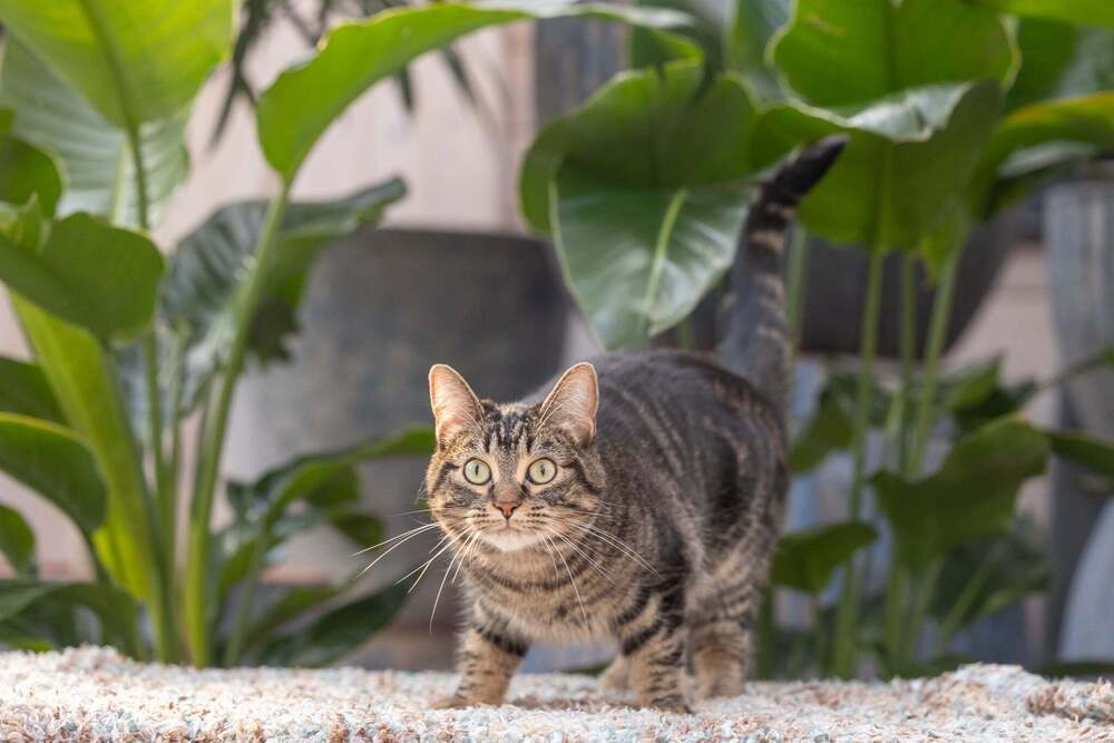 Violet, an adoptable Domestic Short Hair, Tabby in Plymouth, MN, 55447 | Photo Image 6