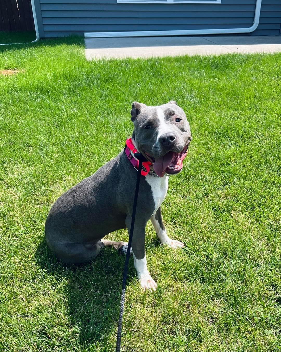 Mable, an adoptable Pit Bull Terrier in Duluth, MN, 55807 | Photo Image 1