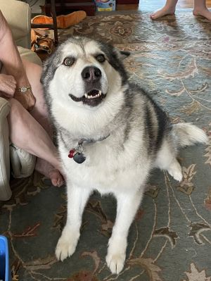 ABERDEEN (Abi) Alaskan Malamute Dog