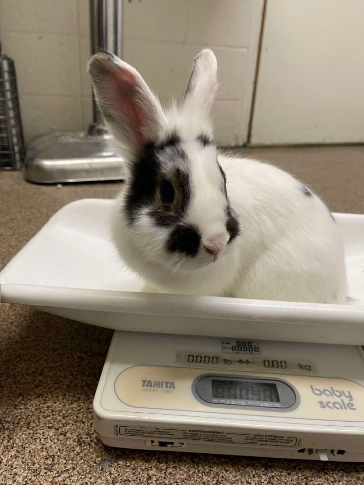 Rabbit for adoption Bugs, a Belgian Hare in Fruit Heights, UT Petfinder