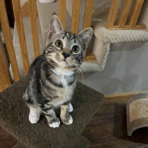 Journey, an adoptable Domestic Short Hair in Bismarck, ND, 58507 | Photo Image 1