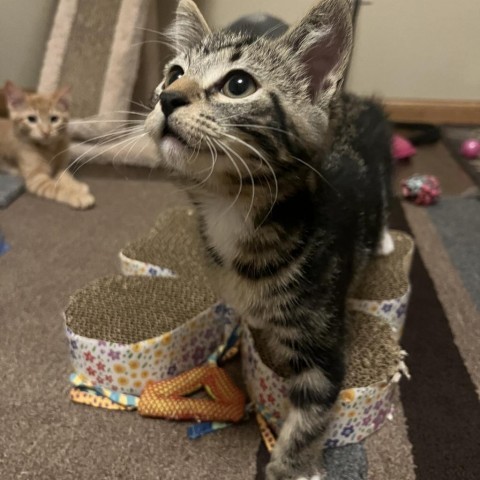 Journey, an adoptable Domestic Short Hair in Bismarck, ND, 58507 | Photo Image 2