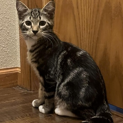 Journey, an adoptable Domestic Short Hair in Bismarck, ND, 58507 | Photo Image 2