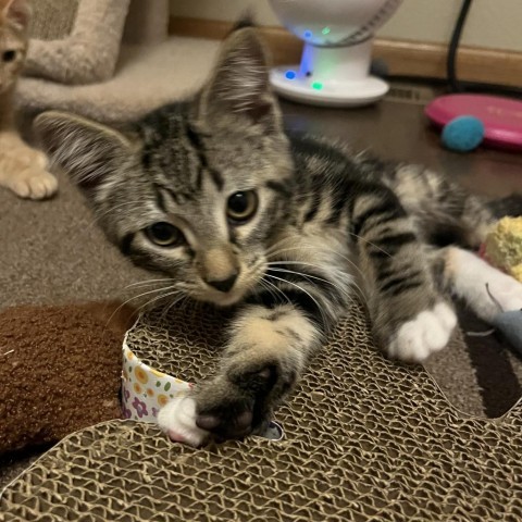 Journey, an adoptable Domestic Short Hair in Bismarck, ND, 58507 | Photo Image 3