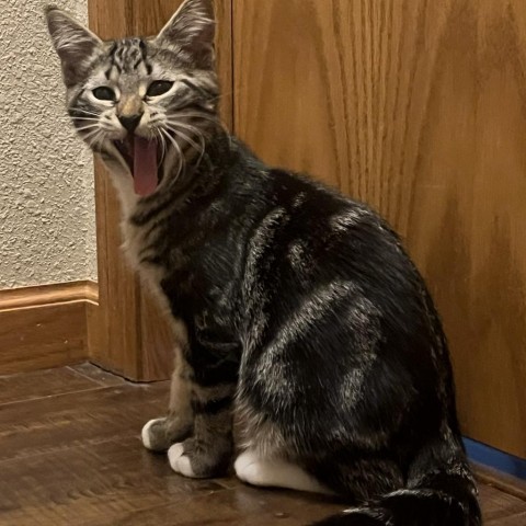 Journey, an adoptable Domestic Short Hair in Bismarck, ND, 58507 | Photo Image 5