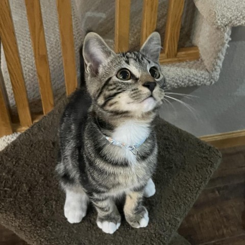 Journey, an adoptable Domestic Short Hair in Bismarck, ND, 58507 | Photo Image 5