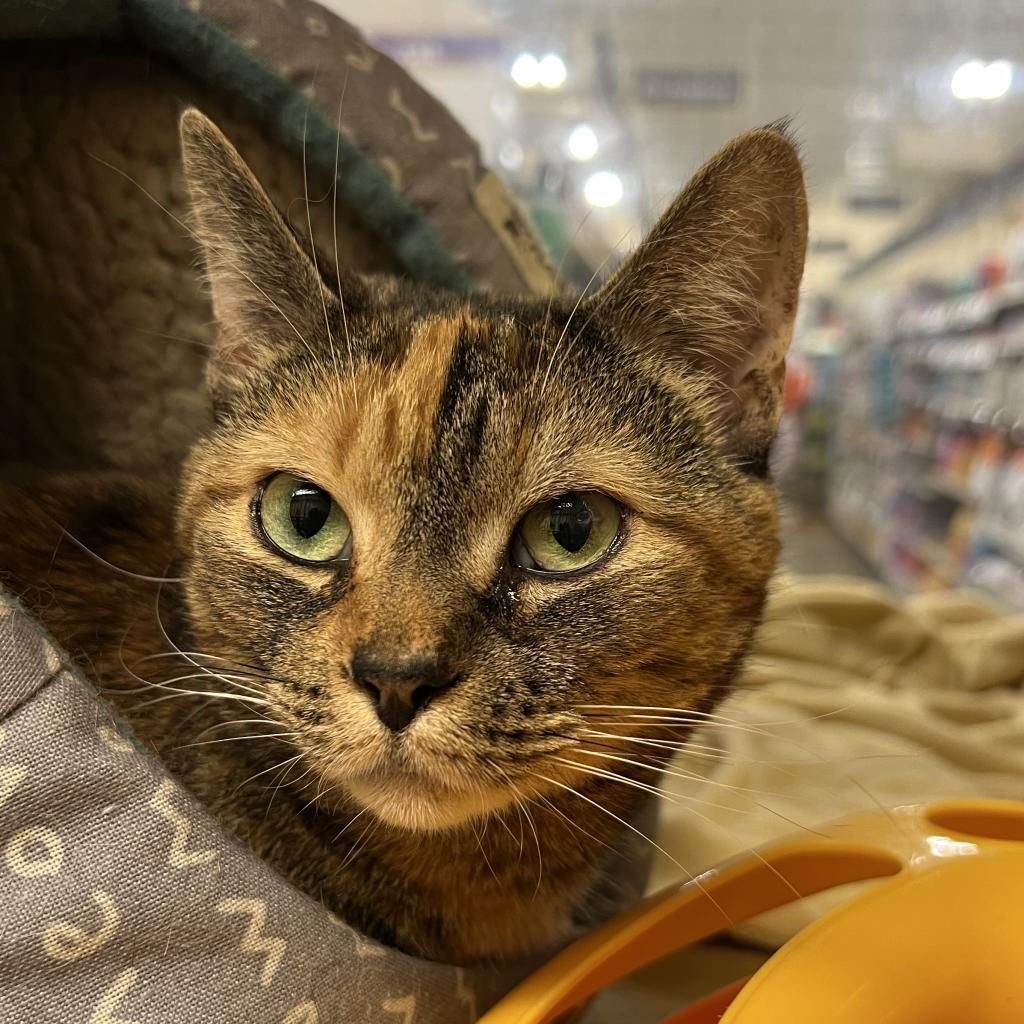 Chyna, an adoptable Domestic Short Hair in Bismarck, ND, 58507 | Photo Image 2