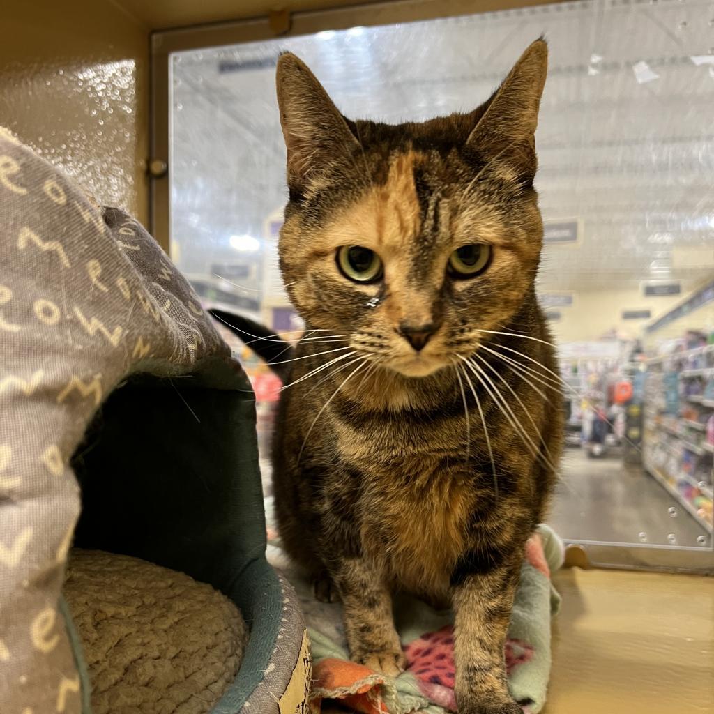 Chyna, an adoptable Domestic Short Hair in Bismarck, ND, 58507 | Photo Image 3