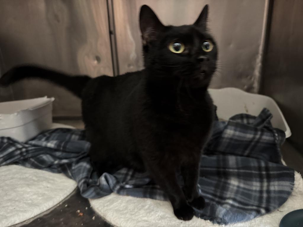 Hanna (K3), an adoptable Domestic Short Hair in Pahrump, NV, 89048 | Photo Image 1