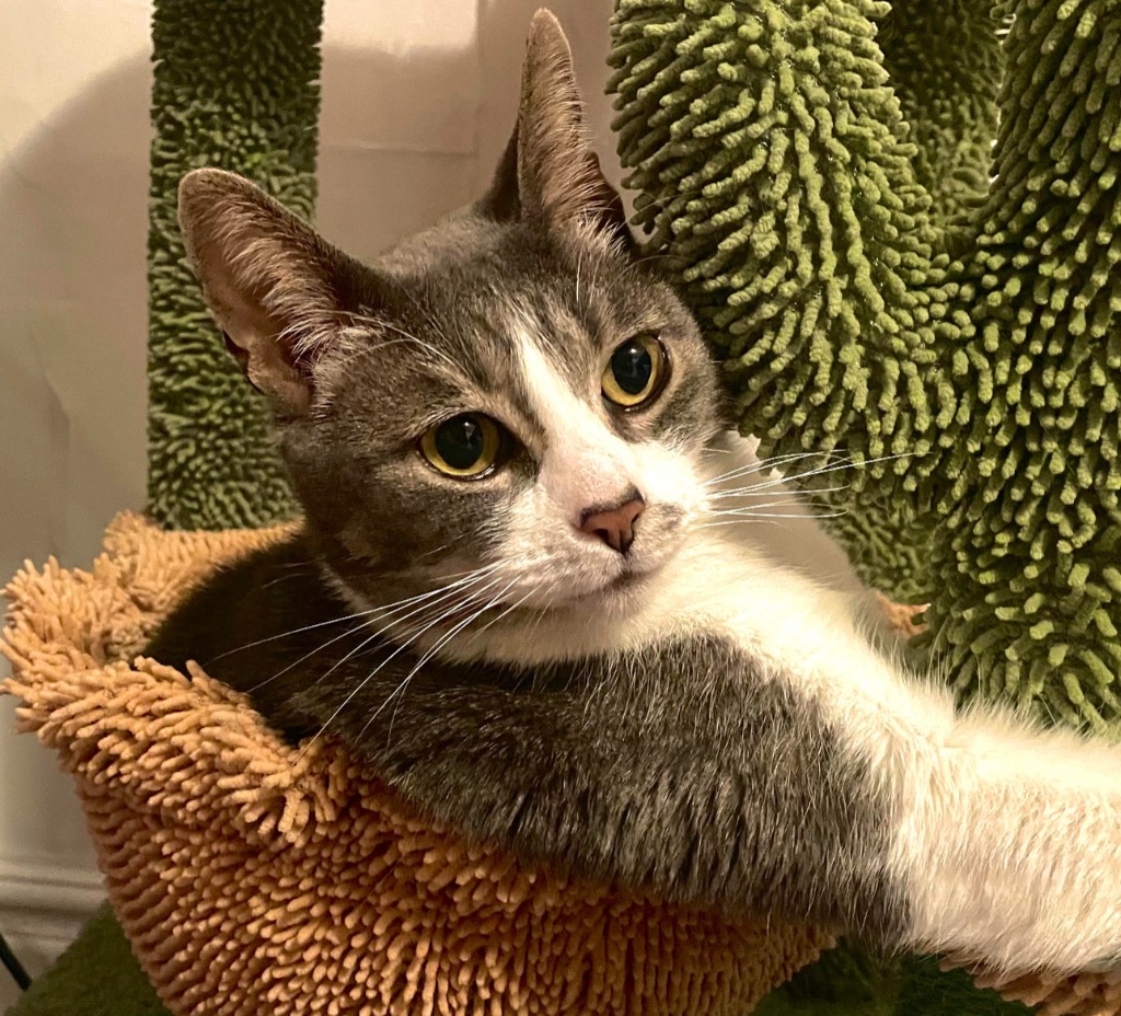 Mara, an adoptable Domestic Short Hair in Salt Lake City, UT, 84117 | Photo Image 1