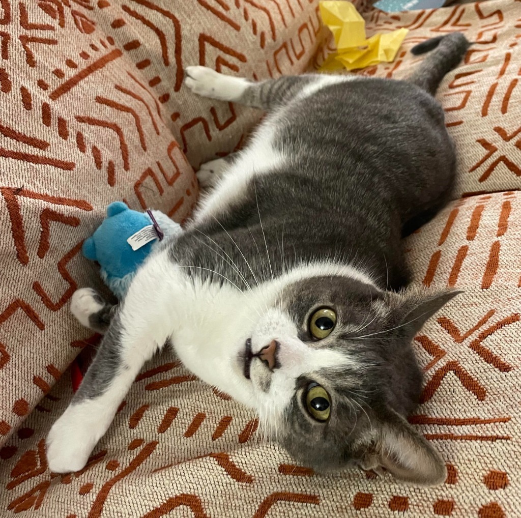 Mara, an adoptable Domestic Short Hair in Salt Lake City, UT, 84117 | Photo Image 2