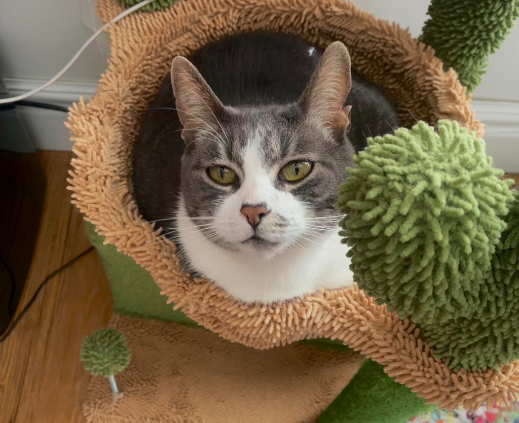 Mara, an adoptable Domestic Short Hair in Salt Lake City, UT, 84117 | Photo Image 4