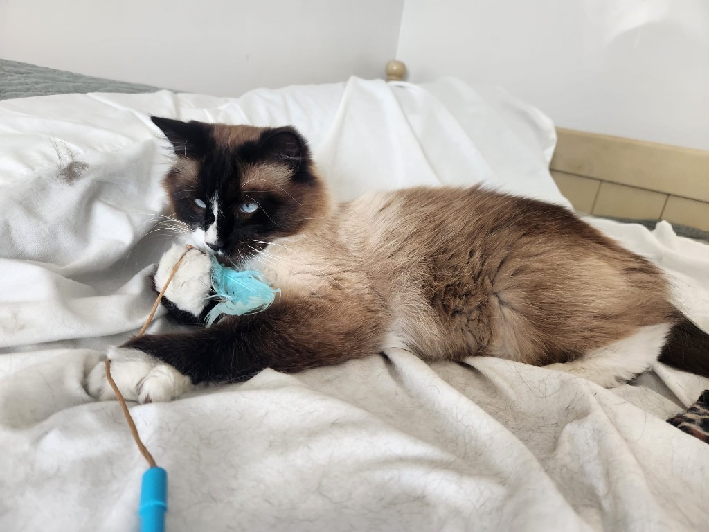 Mr. Miyaki, an adoptable Domestic Long Hair in Salt Lake City, UT, 84117 | Photo Image 2