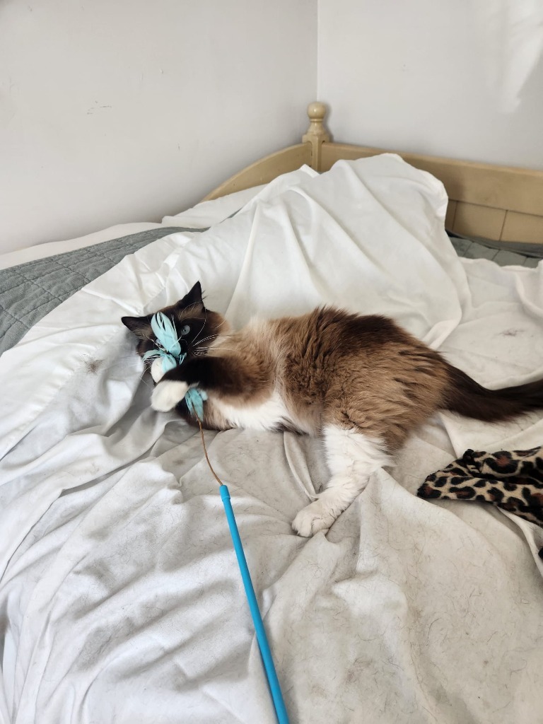 Mr. Miyaki, an adoptable Domestic Long Hair in Salt Lake City, UT, 84117 | Photo Image 3