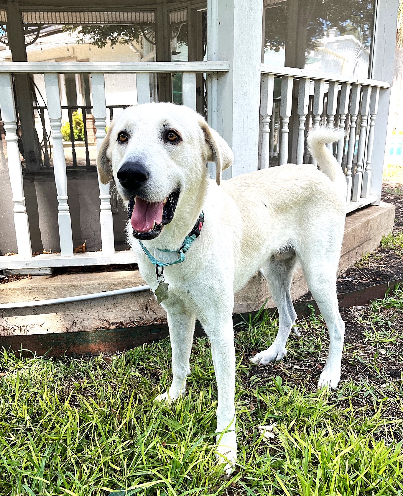 Jelly Roll AKA Kolsch SAT, an adoptable Akbash, Great Pyrenees in San Antonio, TX, 78255 | Photo Image 1