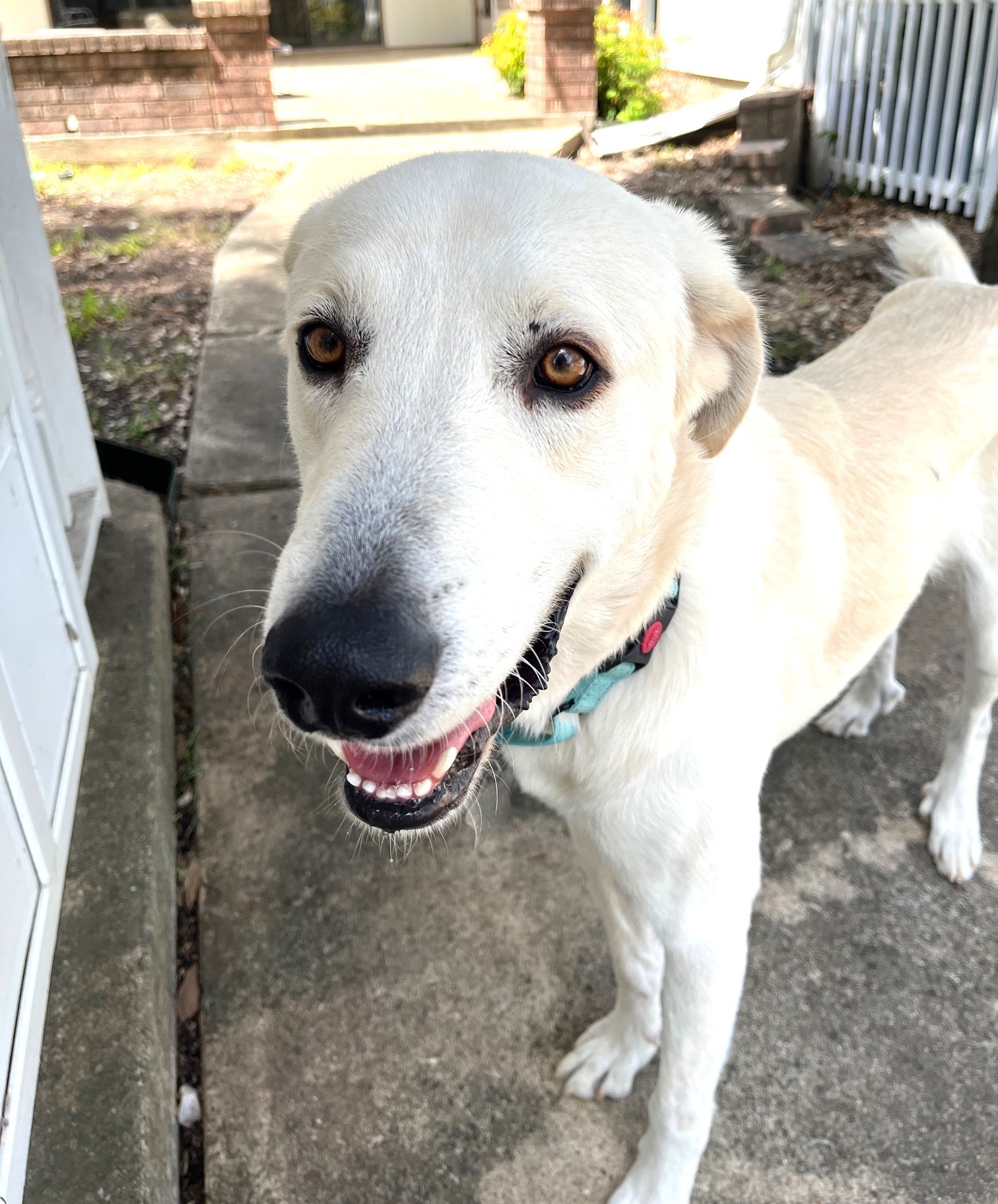 Kolsch SAT aka Jelly Roll, an adoptable Akbash, Great Pyrenees in San Antonio, TX, 78255 | Photo Image 1