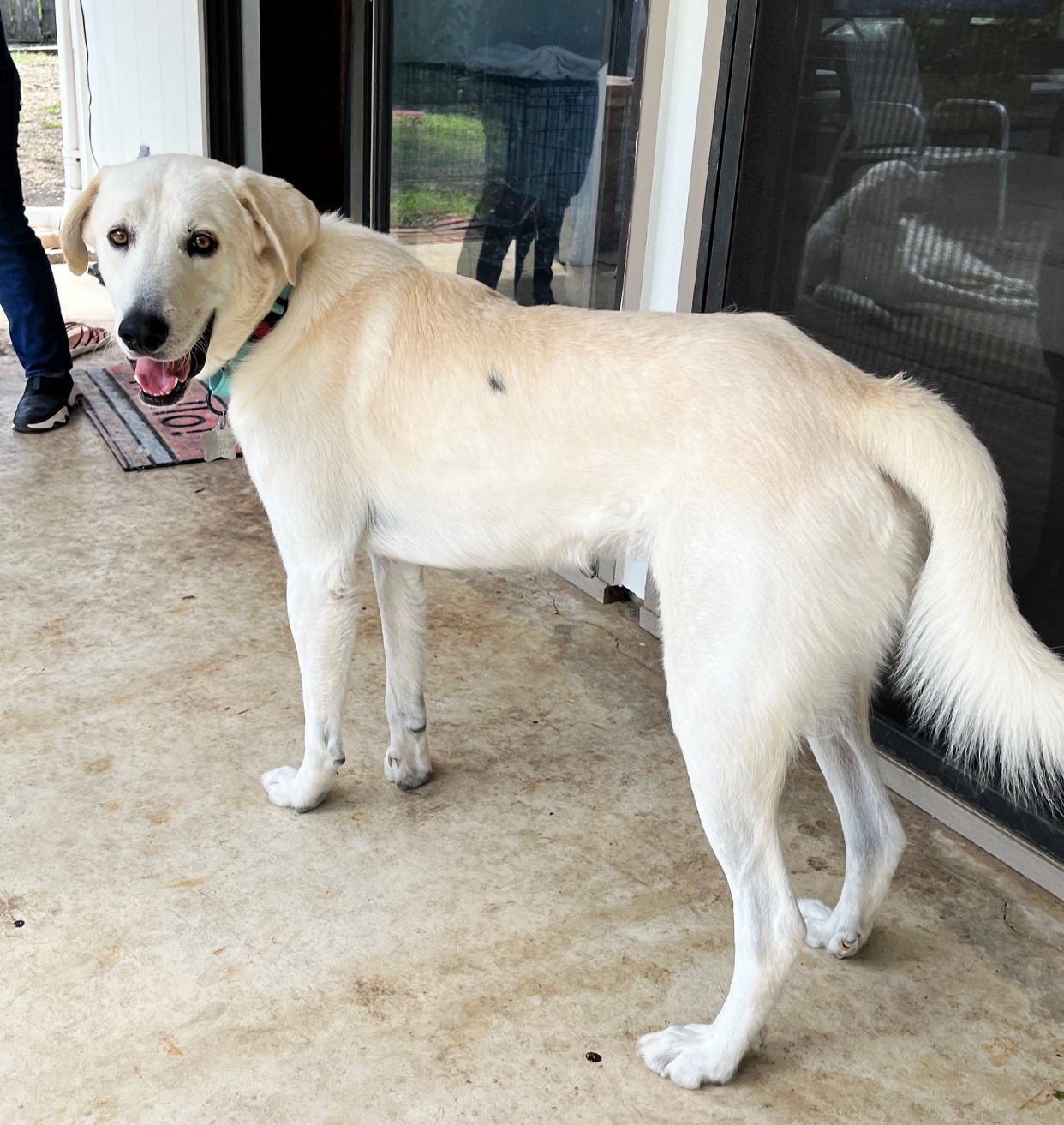 Jelly Roll AKA Kolsch SAT, an adoptable Akbash, Great Pyrenees in San Antonio, TX, 78255 | Photo Image 2