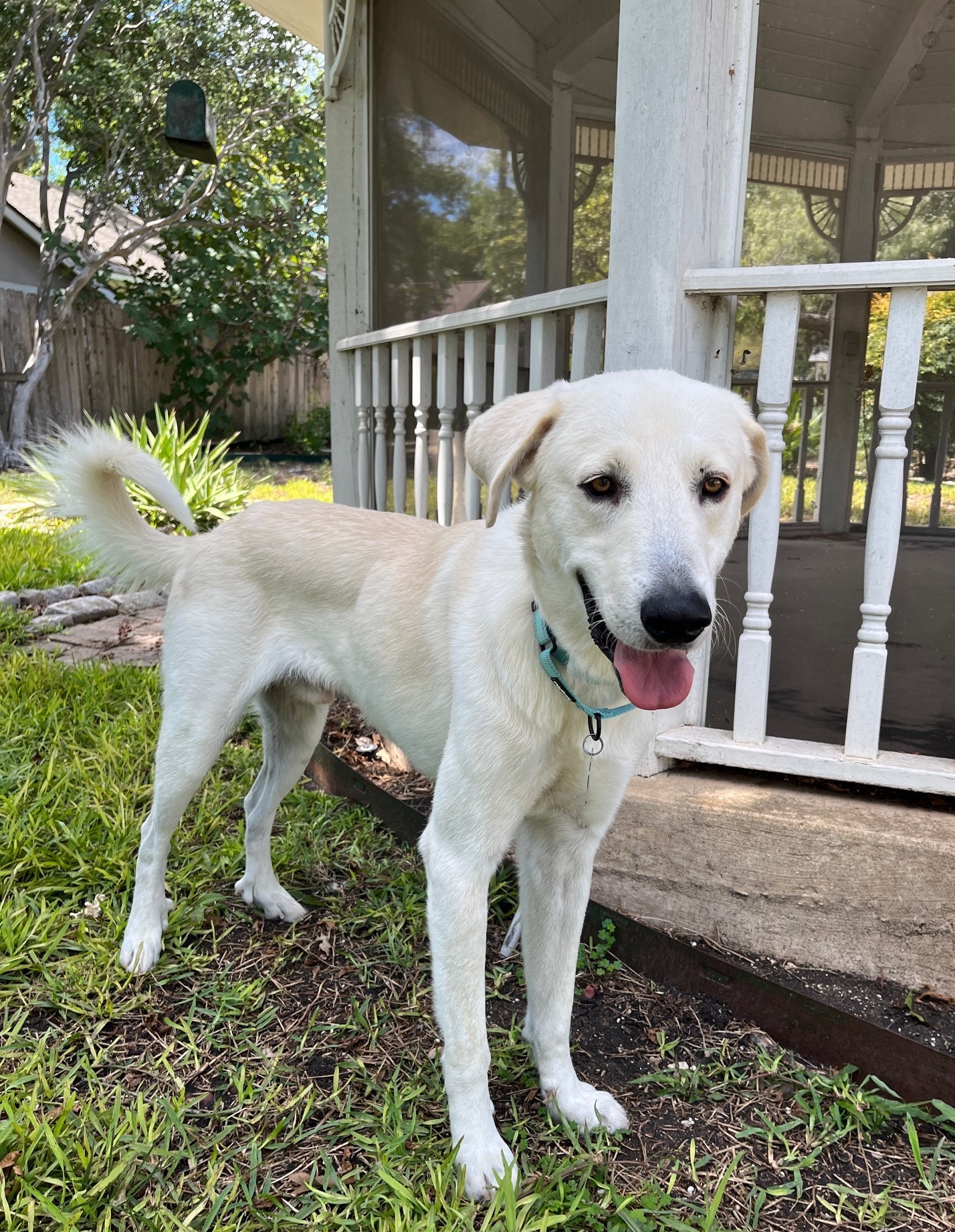 Jelly Roll AKA Kolsch SAT, an adoptable Akbash, Great Pyrenees in San Antonio, TX, 78255 | Photo Image 4