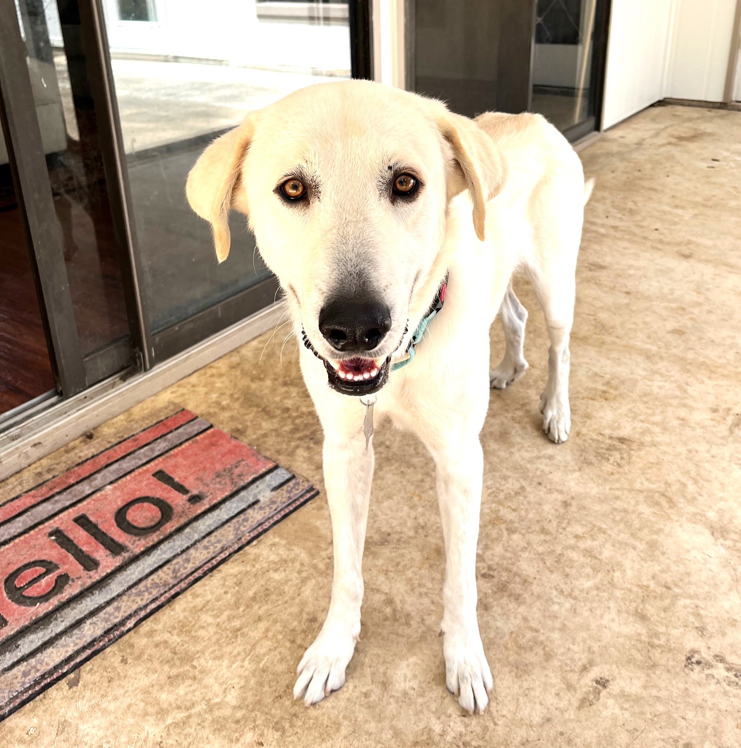 Jelly Roll AKA Kolsch SAT, an adoptable Akbash, Great Pyrenees in San Antonio, TX, 78255 | Photo Image 5