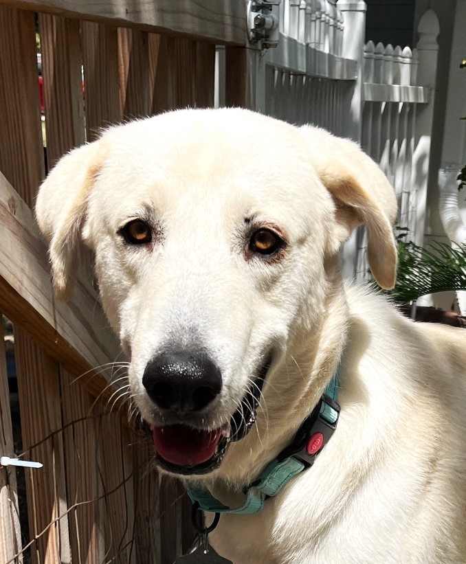 Jelly Roll AKA Kolsch SAT, an adoptable Akbash, Great Pyrenees in San Antonio, TX, 78255 | Photo Image 6