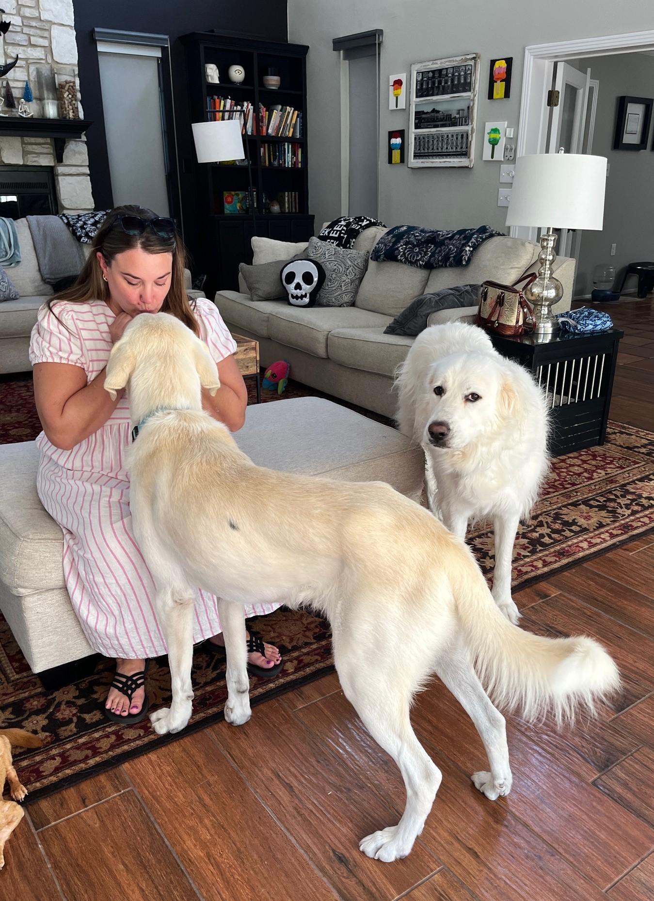 Kolsch SAT aka Jelly Roll, an adoptable Akbash, Great Pyrenees in San Antonio, TX, 78255 | Photo Image 6