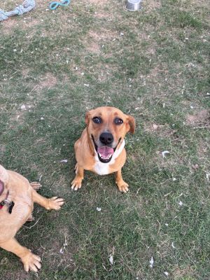 Gemma, Adult Female Labrador Retriever