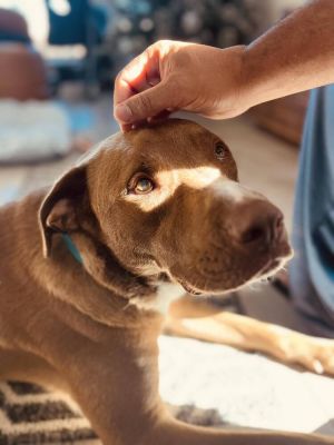 Clover Labrador Retriever Dog