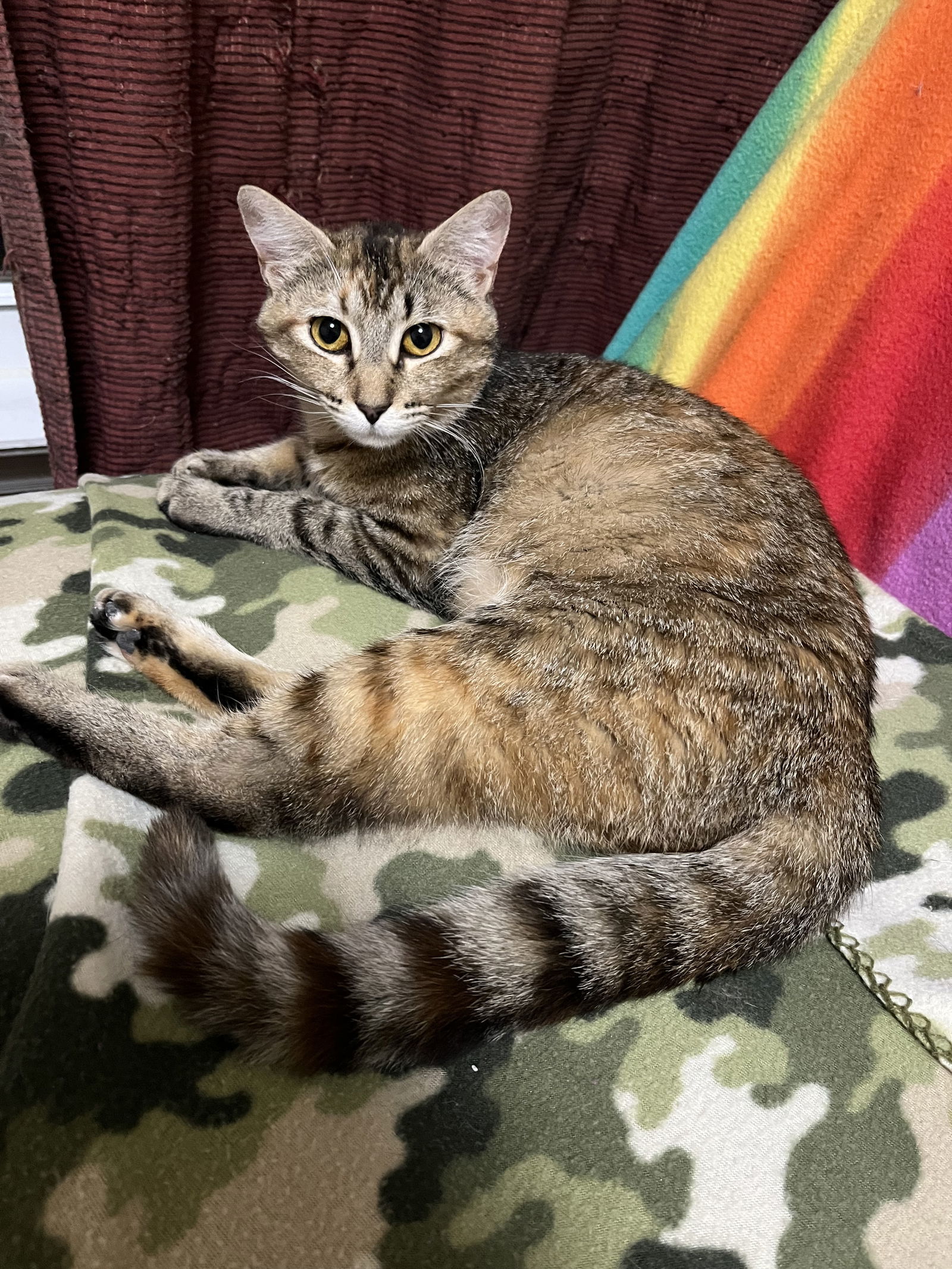 Carol Brady, an adoptable Domestic Short Hair in Eureka, MO, 63025 | Photo Image 1